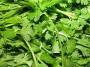 a_scene_of_coriander_leaves.jpg